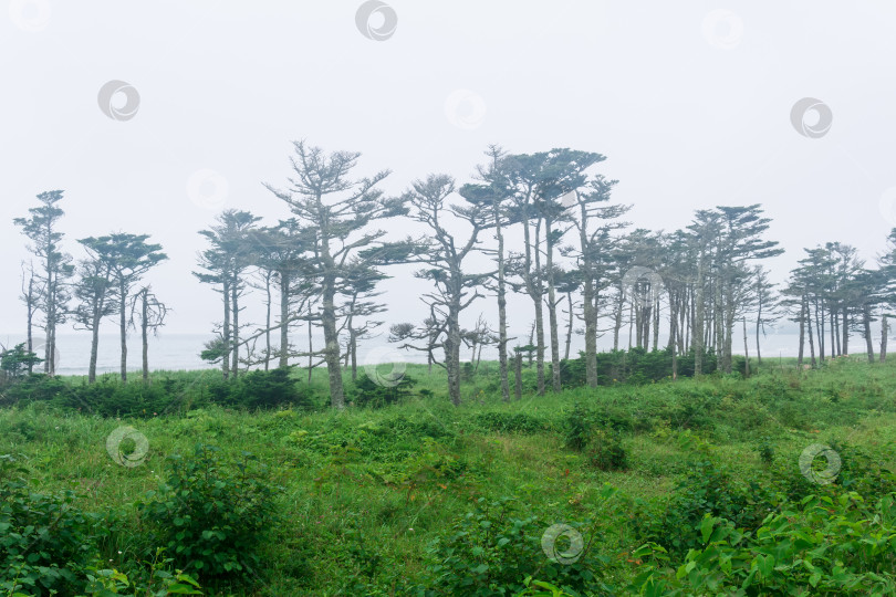 Скачать прибрежный пейзаж острова Кунашир с лесными массивами, искривленными ветром фотосток Ozero