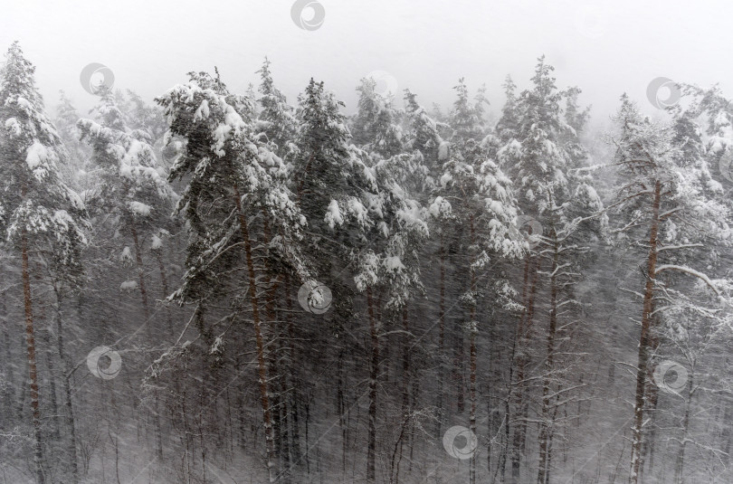Скачать В зимнем лесу во время сильного снегопада фотосток Ozero