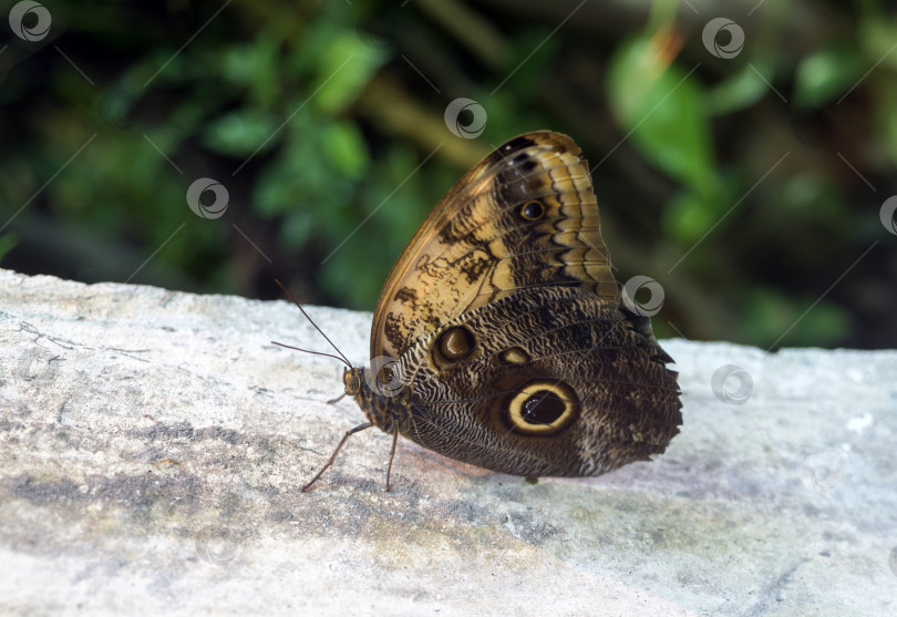 Скачать Бабочка махаон, семейство Papilionidae, сидящая на ветке дерева фотосток Ozero