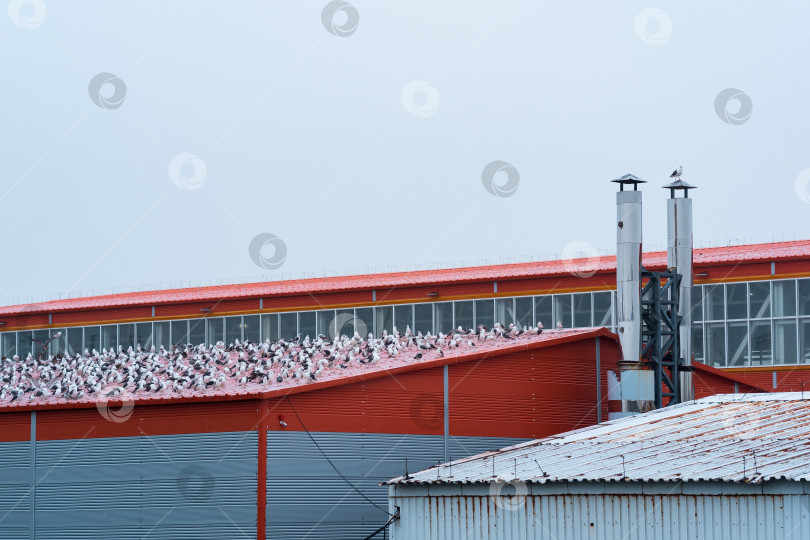 Скачать промышленный пейзаж, множество чаек сидят на крыше рыбоперерабатывающего завода фотосток Ozero