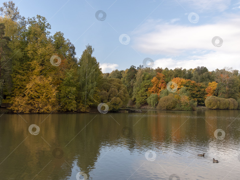 Скачать Осенняя листва с отражением воды природный ландшафт фотосток Ozero