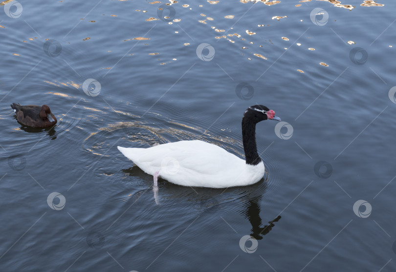 Скачать Красивый белый лебедь с красным клювом плавает в озере, замедленная съемка фотосток Ozero