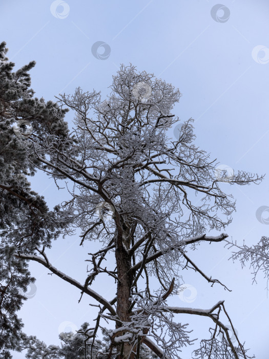 Скачать Зимний лес во время снегопада на естественном фоне фотосток Ozero