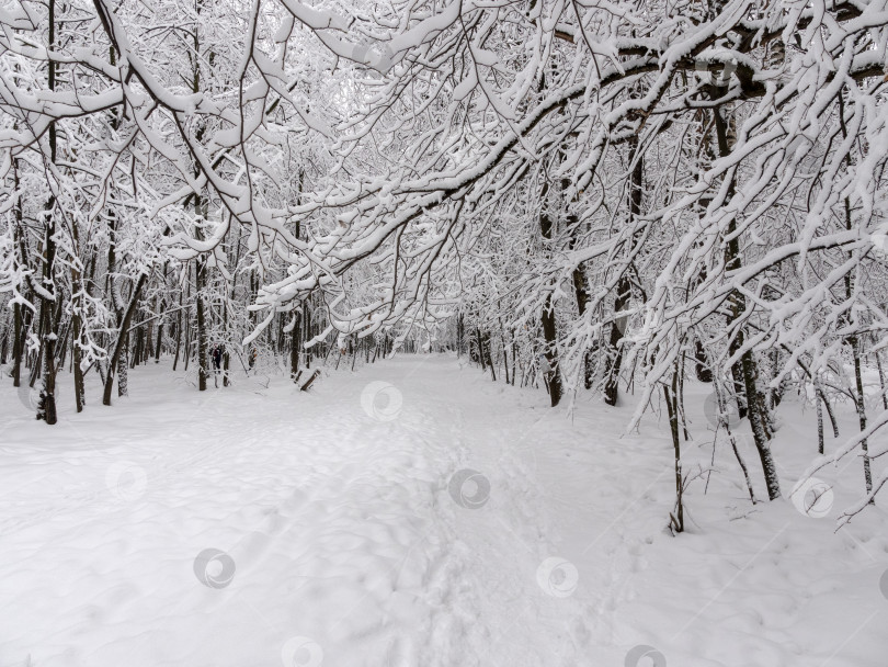 Скачать Красивый зимний лес после снегопада, ветви покрыты снегом фотосток Ozero