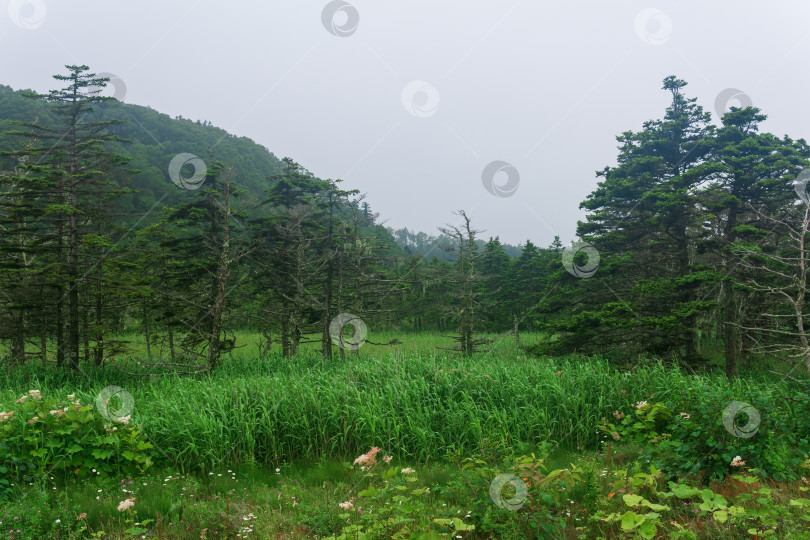 Скачать естественный горный лесной пейзаж с пышной растительностью в пасмурный день, остров Кунашир фотосток Ozero