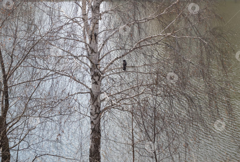 Скачать Ворона примостилась на фоне озера и сухих веток дерева фотосток Ozero