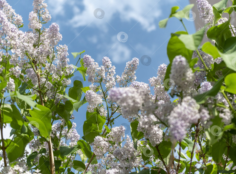 Скачать Красивый цветок сирени на фоне голубого неба фотосток Ozero