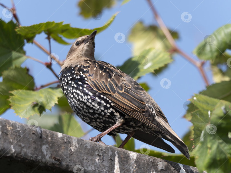 Скачать Обыкновенный скворец sturnus vulgaris сидит на заборе фотосток Ozero