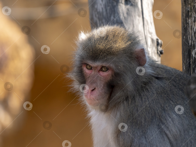 Скачать Портрет японской макаки снежной обезьяны фотосток Ozero