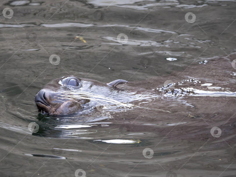 Скачать Очень милый пятнистый тюлень всплывает в волнах фотосток Ozero