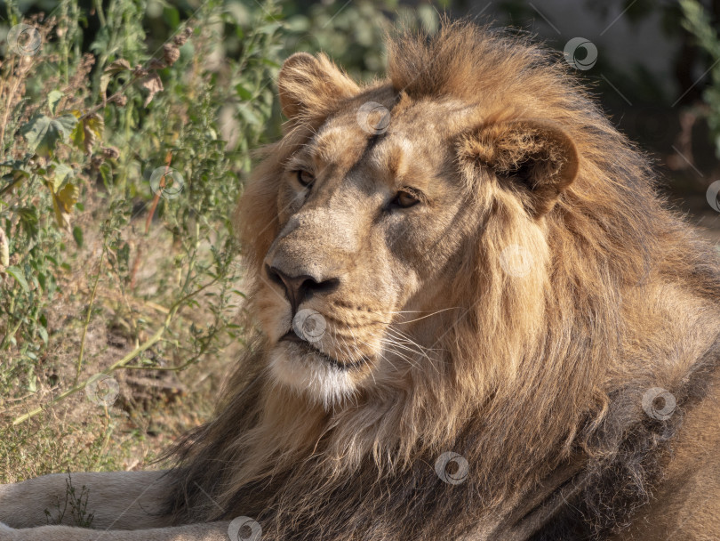 Скачать Портрет льва, греющегося на теплом солнышке после ужина фотосток Ozero