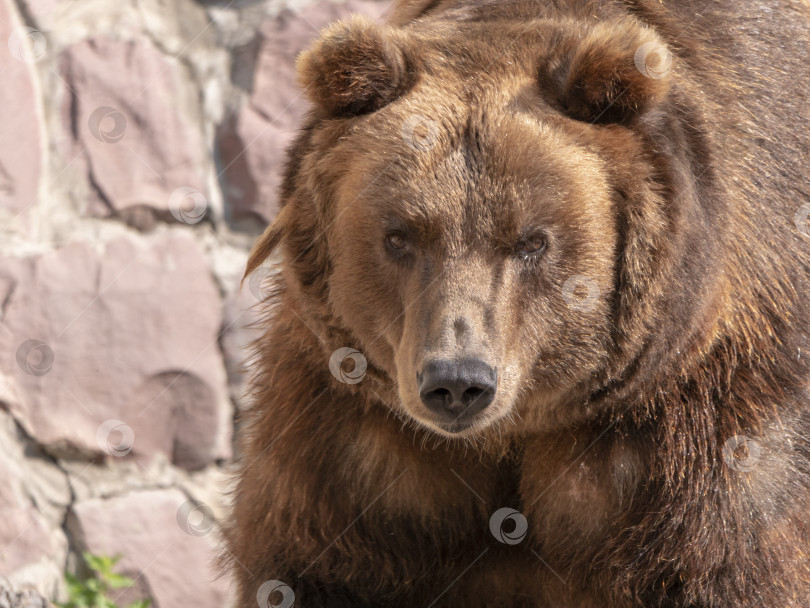 Скачать Портрет бурого медведя Ursus arctos на охоте фотосток Ozero