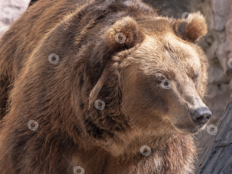 Скачать Портрет бурого медведя Ursus arctos на охоте фотосток Ozero