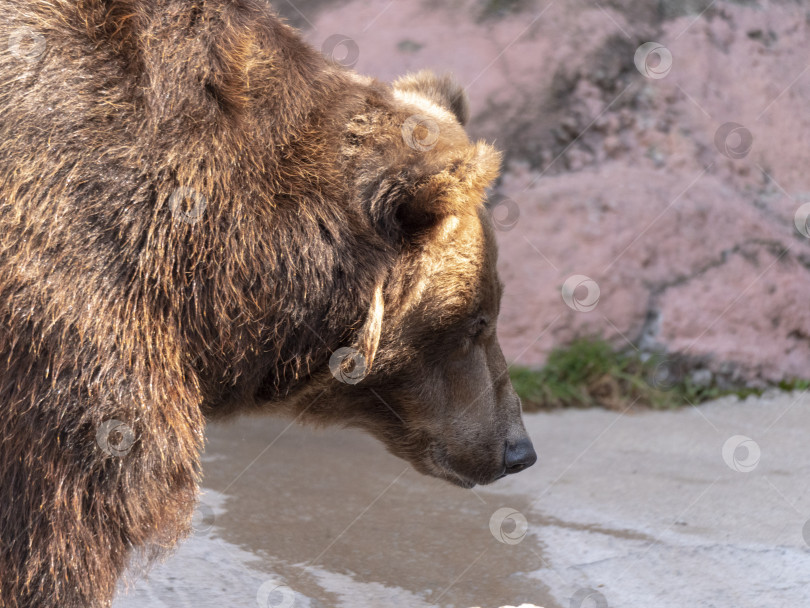 Скачать Портрет бурого медведя Ursus arctos на охоте фотосток Ozero