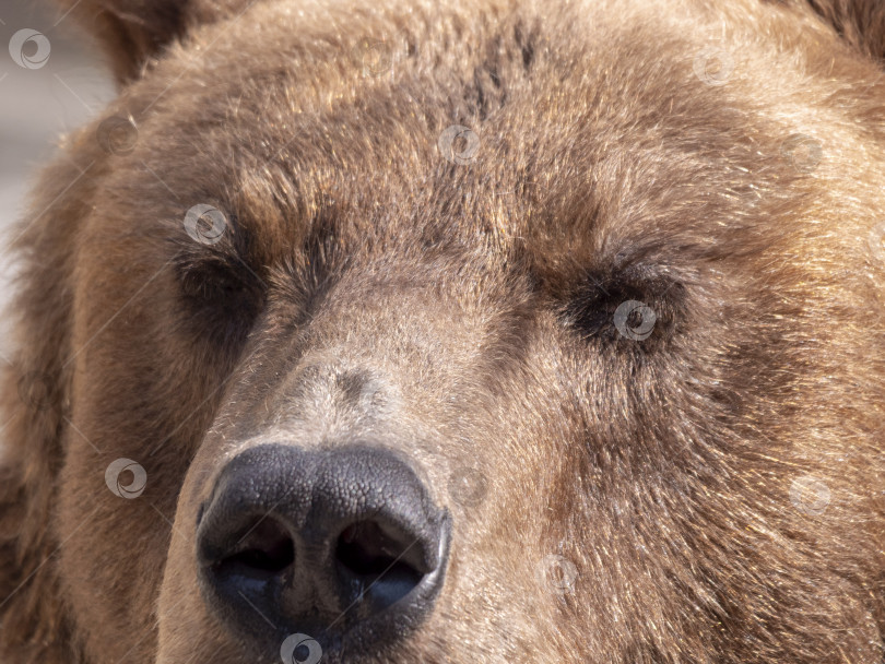 Скачать Портрет бурого медведя Ursus arctos на охоте фотосток Ozero