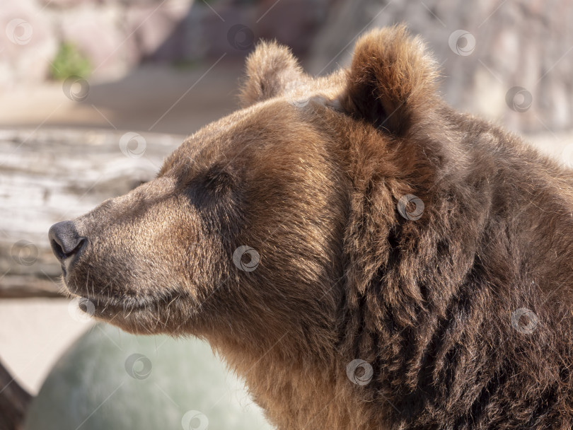 Скачать Портрет бурого медведя Ursus arctos на охоте фотосток Ozero