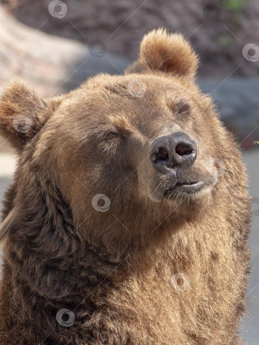 Скачать Портрет бурого медведя Ursus arctos на охоте фотосток Ozero