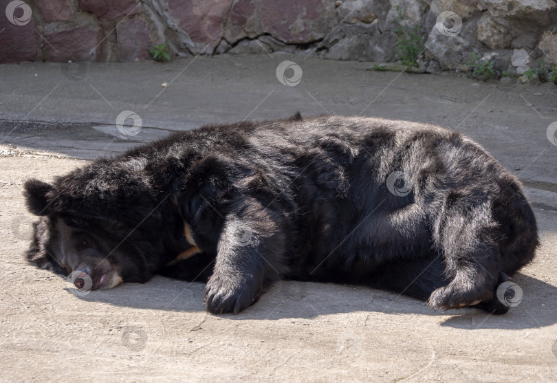 Скачать Гималайский медведь или уссурийский черный медведь Ursus thibetanus фотосток Ozero