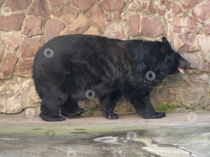 Скачать Гималайский медведь или уссурийский черный медведь Ursus thibetanus фотосток Ozero