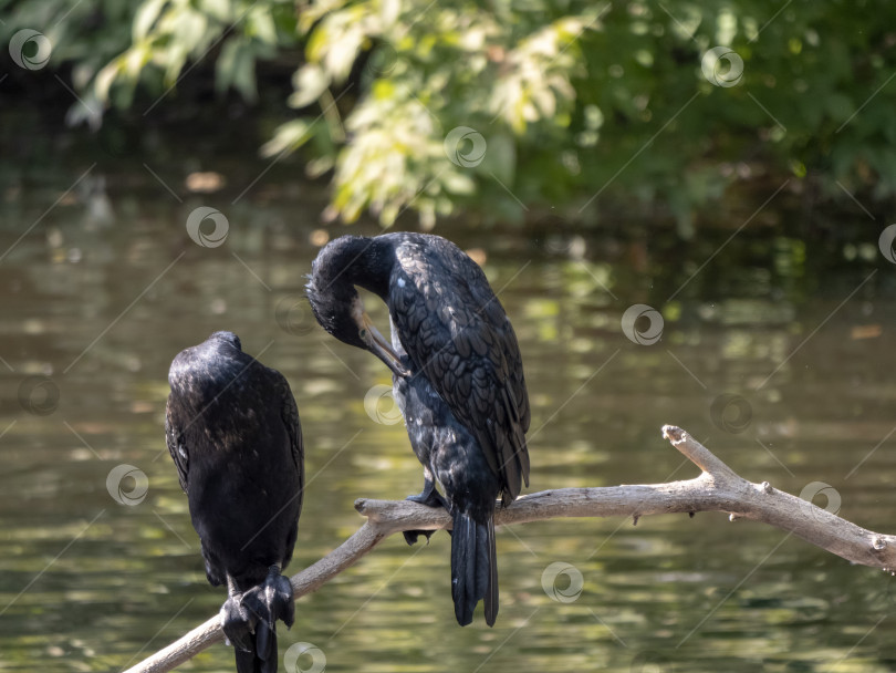 Скачать Большой баклан Phalacrocorax carbo, стоящий на ветке фотосток Ozero