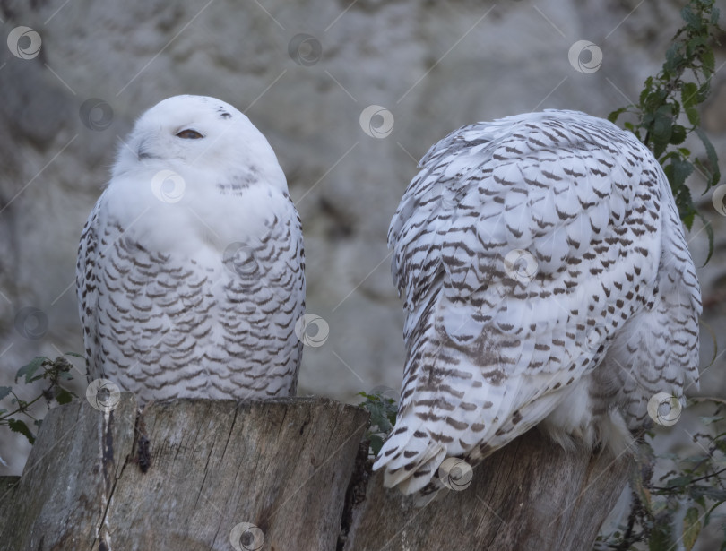 Скачать Снежная сова (Bubo scandiacus или Nyctea scandiaca) сидит на палке фотосток Ozero