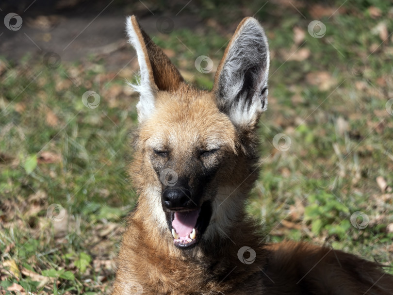Скачать Рыжегривый волк на портрете животного в неволе фотосток Ozero