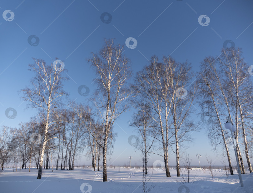 Скачать Зимний березовый лес в солнечном свете на фоне голубого неба фотосток Ozero