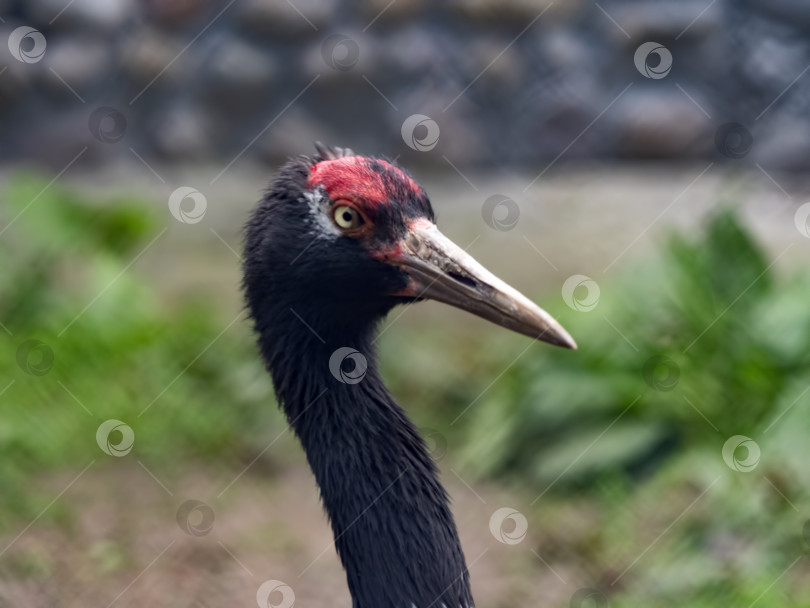 Скачать Портрет журавля с красной короной крупным планом Grus japonensis, также называемого японским журавлем фотосток Ozero