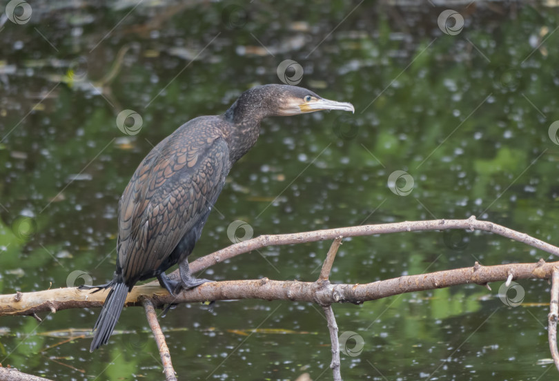 Скачать Большой баклан Phalacrocorax carbo, стоящий на ветке фотосток Ozero