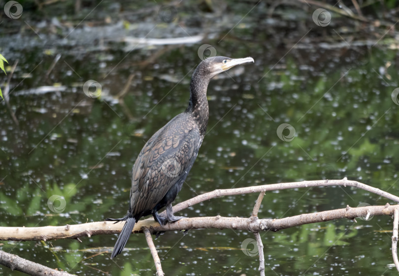 Скачать Большой баклан Phalacrocorax carbo, стоящий на ветке фотосток Ozero