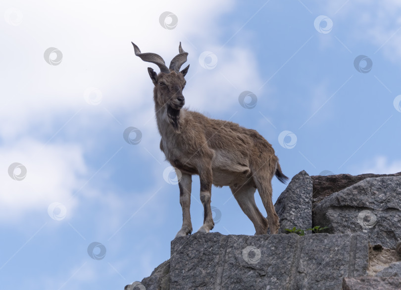 Скачать Красивый горный козел с длинными спиральными рогами на фоне скал фотосток Ozero