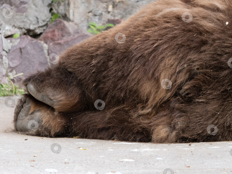 Скачать Бурый медведь Ursus arctos спит, вытянув лапы фотосток Ozero