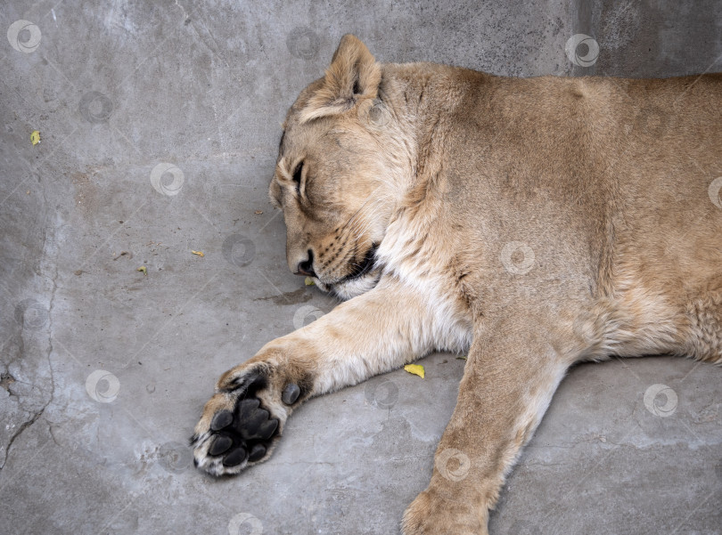 Скачать Портрет львицы, нежащейся на теплом солнышке после ужина фотосток Ozero
