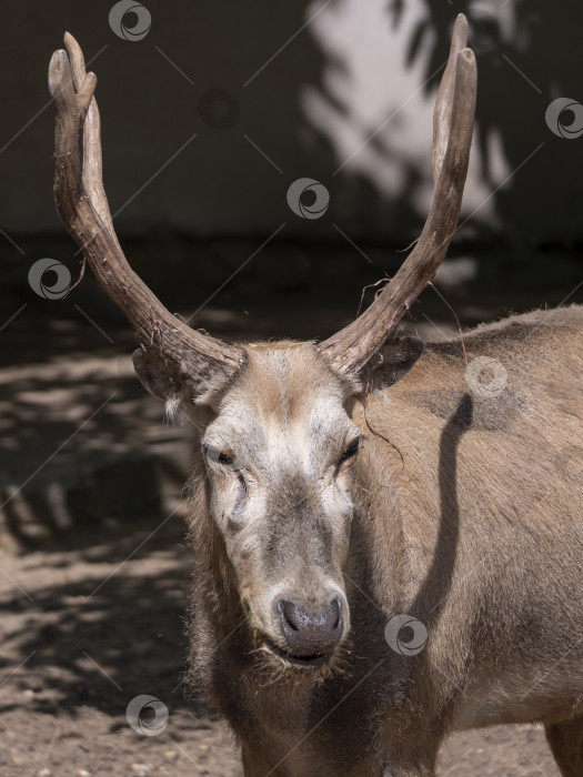 Скачать Портрет старого оленя в профиль летом. фотосток Ozero