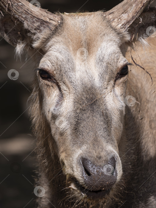 Скачать Портрет старого оленя в профиль летом. фотосток Ozero