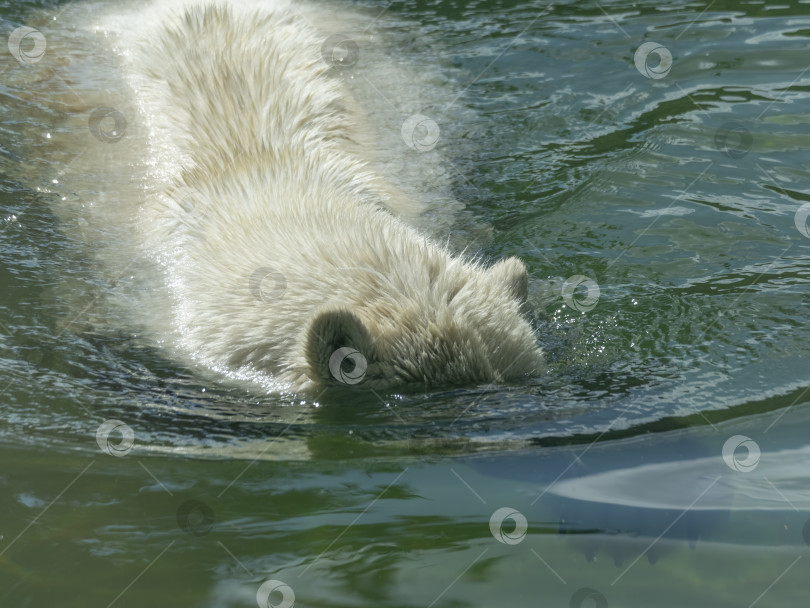 Скачать Белый медведь Ursus Maritimus в солнечный день фотосток Ozero