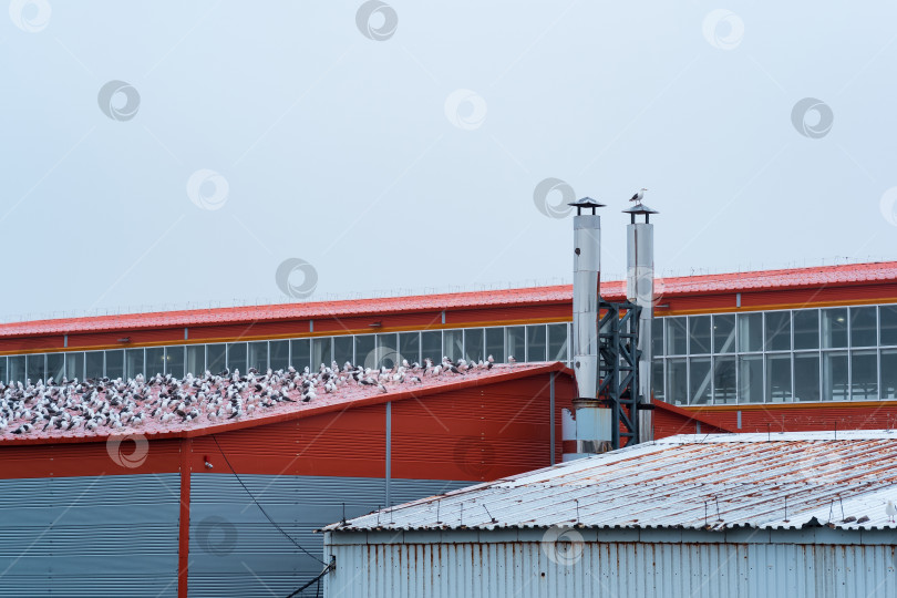 Скачать промышленный пейзаж, множество чаек сидят на крыше рыбоперерабатывающего завода фотосток Ozero