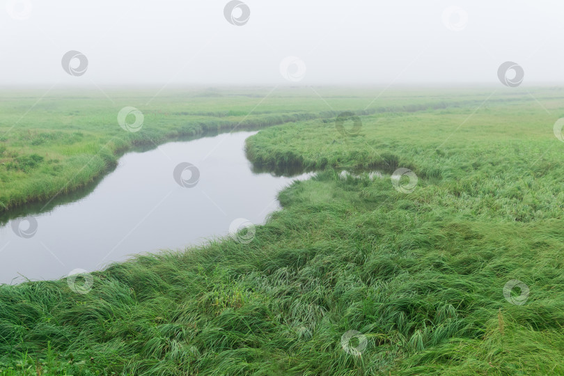 Скачать утренний пейзаж, обширный луг с сочной травой скрыт туманом фотосток Ozero