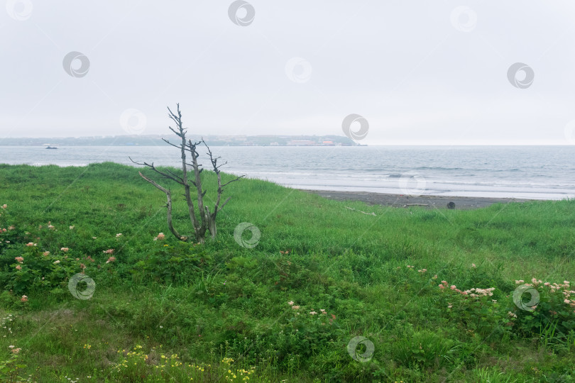 Скачать прибрежный пейзаж острова Кунашир с одиноким сухим деревом и кораблем вдалеке фотосток Ozero