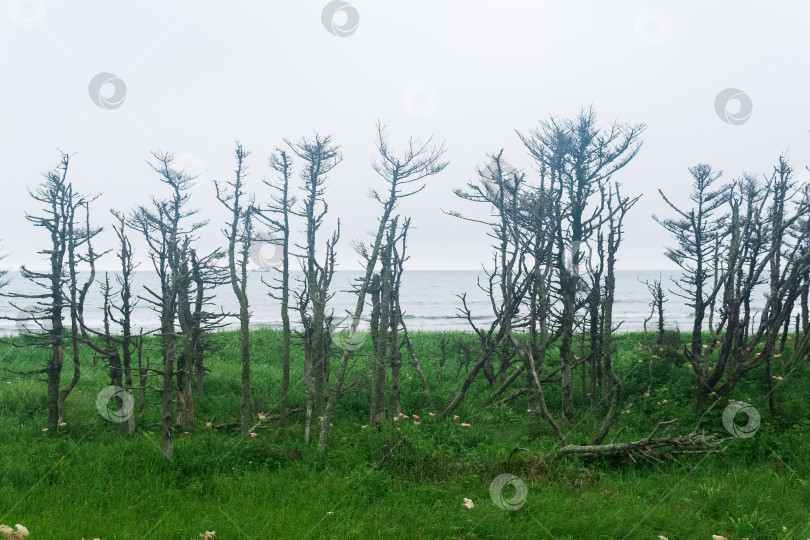 Скачать прибрежный пейзаж острова Кунашир с карликовыми деревьями, изогнутыми ветром фотосток Ozero