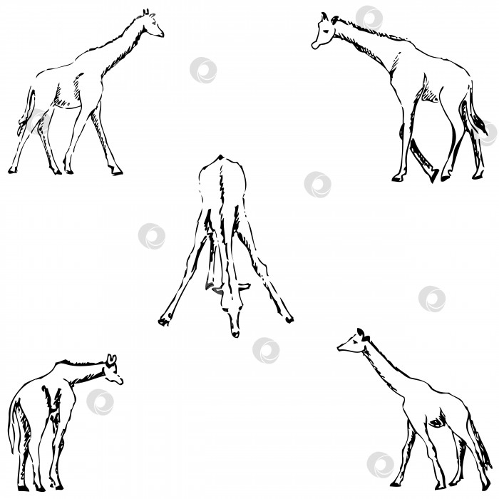 Скачать Жирафы. Набросок от руки. Карандашный рисунок фотосток Ozero