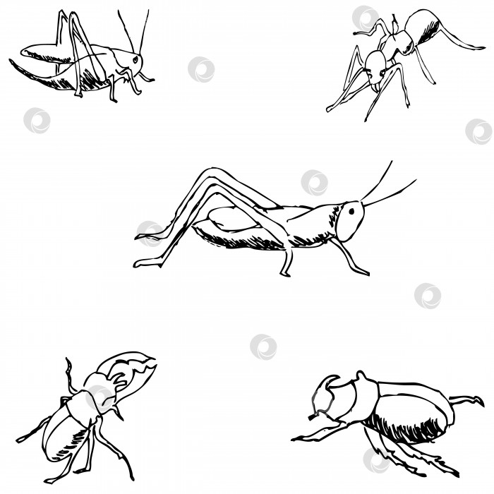 Скачать Насекомые. Набросок от руки. Карандашный рисунок фотосток Ozero