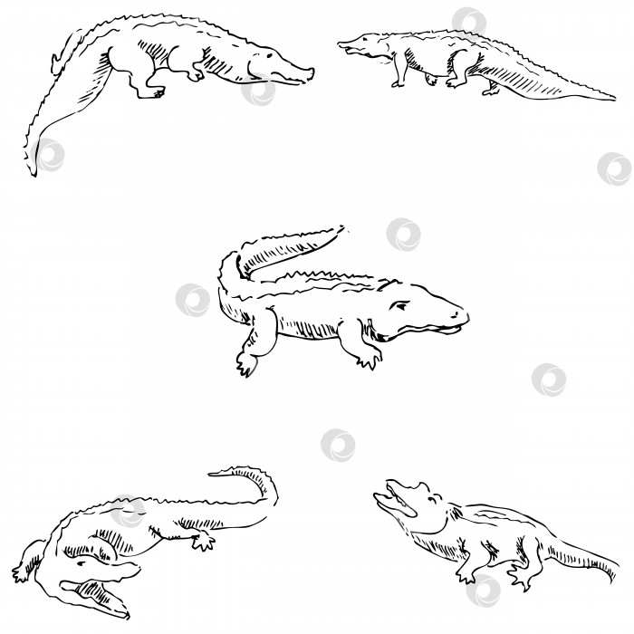 Скачать Крокодилы. Набросок карандашом. Рисование от руки. Вектор фотосток Ozero