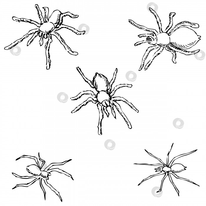 Скачать Пауки. Набросок от руки. Карандашный рисунок фотосток Ozero