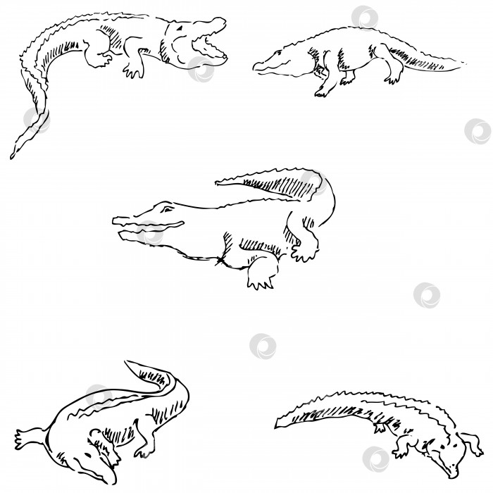 Скачать Крокодилы. Набросок карандашом. Рисование от руки. Вектор фотосток Ozero