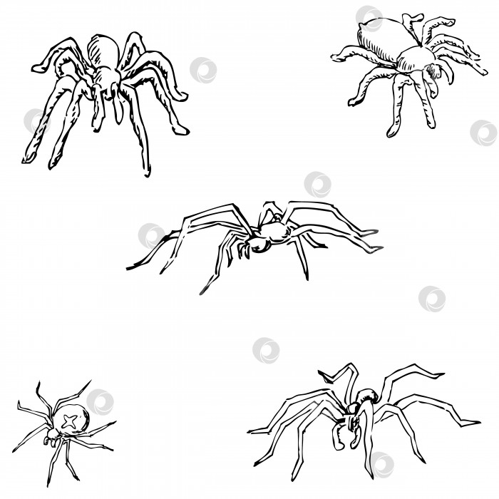 Скачать Пауки. Набросок от руки. Карандашный рисунок фотосток Ozero