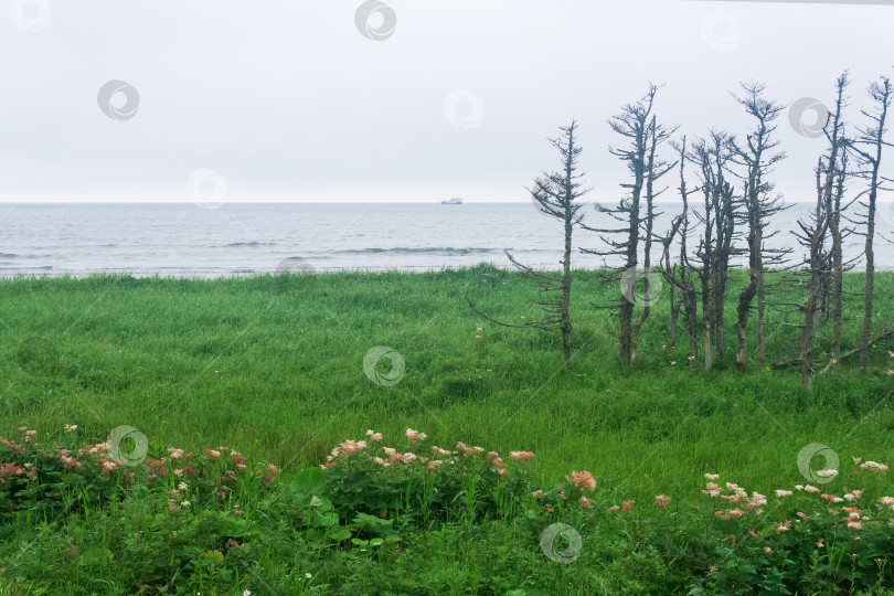 Скачать прибрежный пейзаж острова Кунашир с карликовыми деревьями, изогнутыми ветром фотосток Ozero