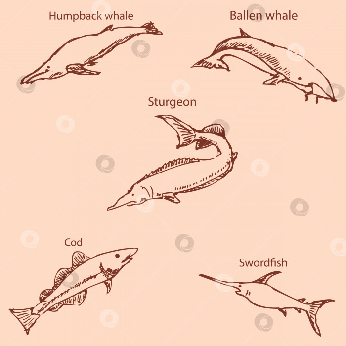 Скачать Морские обитатели с именами. Карандашный набросок от руки. Винтажные цвета. Вектор фотосток Ozero
