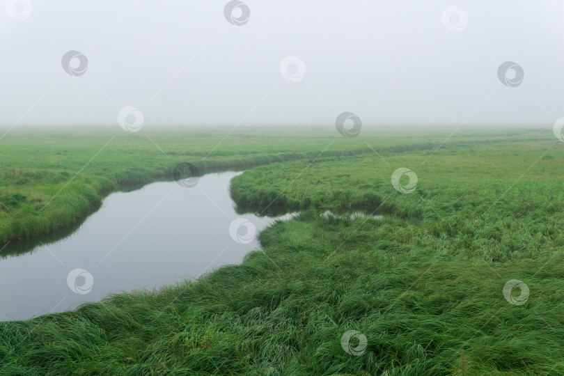 Скачать утренний пейзаж, обширный луг с сочной травой скрыт туманом фотосток Ozero