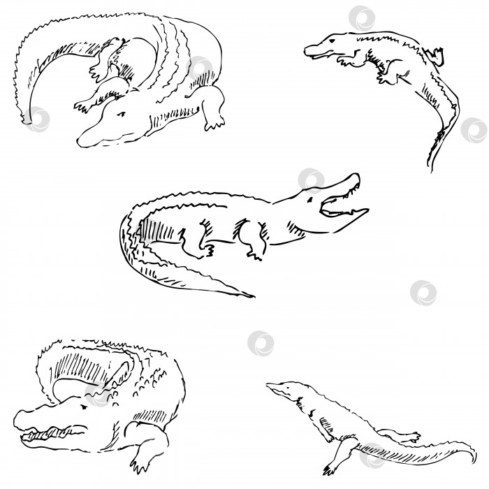 Скачать Крокодилы. Набросок карандашом. Рисование от руки. Вектор фотосток Ozero